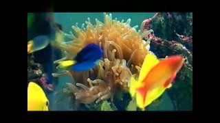 Homo Aquarius – Домашний аквариум. 1-сезон, 9-серия