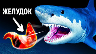 Зачем акулы выплевывают свой желудок и еще 28 интересных фактов про акул