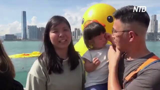 В Гонконге сдулся один из двух гигантских утят