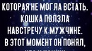 Кошка ползла навстречу к мужчине на животе