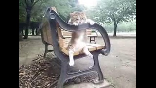 Японский кот умеет сидеть как человек