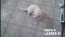 Кошки Vs. Лазеры