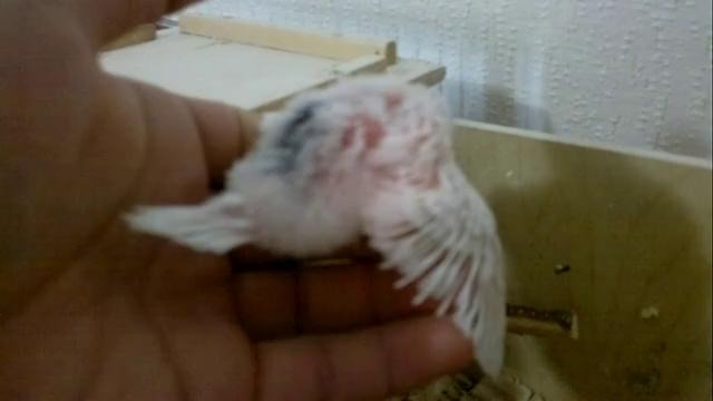 Птенчики 1-пары растут по часам 2-часть