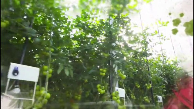 Аграрные проекты Organic Solutions