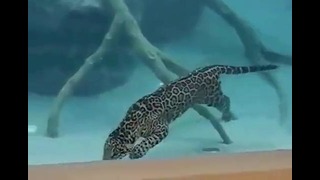 Плавающий ягуар