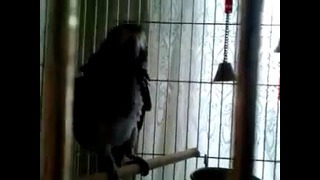 Попугай очень любит битбокс