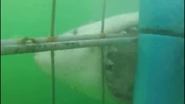 Gigantic Great White Shark in South Africa