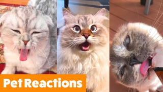 Hilarious Pet Reactions | Funny Pet Videos