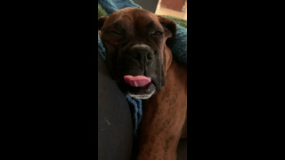 Dog SLEEPS with TONGUE OUT! #shorts
