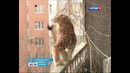 Рысь который живет в 6-этаже