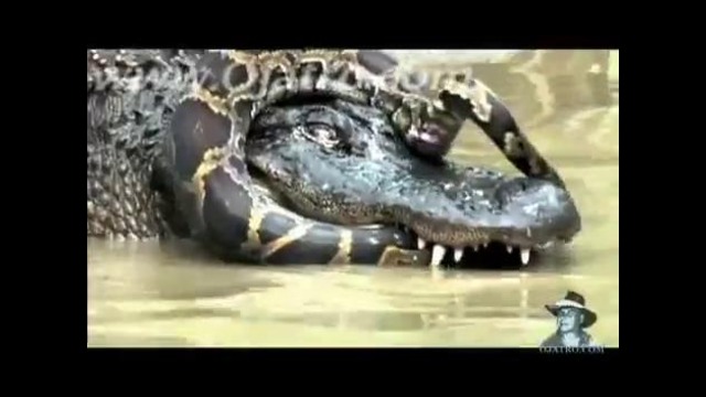 Змея против Крокодила