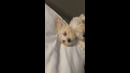 IS MY DOG OK