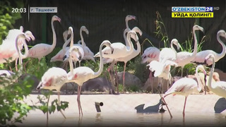 Открытие павильона фламинго в Ташкентском зоопарке