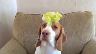 100 Fruits & Vegetables on Dog’s Head in 100 Seconds- Cute Dog Maymo