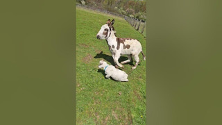 Some days just really get your goat 🫏 #donkey #goat #farming #fail #shorts