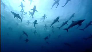 The Blue Planet Collection | Part 1 | BBC Earth