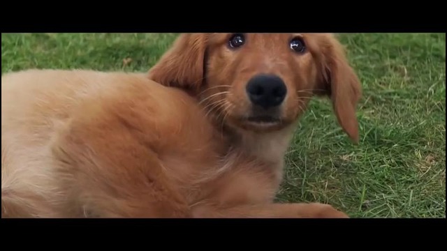 «СОБАЧЬЯ ЖИЗНЬ» (2017) трейлер