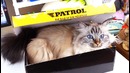 Лайфхаки для кошек и котов, упрости жизнь кота