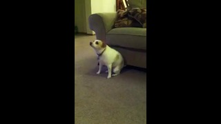 Собака танцует