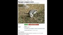 Лютые объявления с АВИТО. Продам упоротого лося и пакет