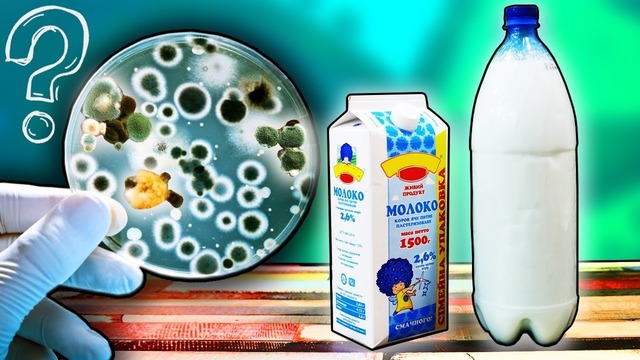 Вырастил бактерии с домашнего и магазинного молока