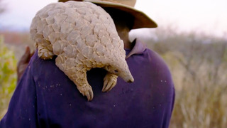 Poachers Try to Capture Pangolins | Natural World | BBC Earth