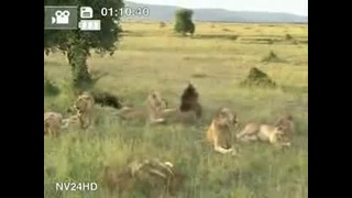Поющие львы