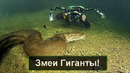 ЗМЕИ ГИГАНТЫ которых только удалось снять на камеру