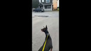 My dog protects me at all costs #shorts