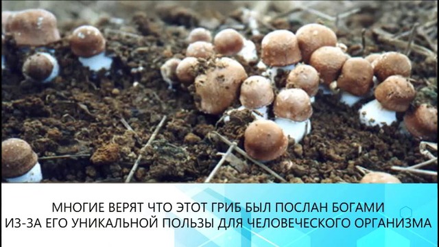 Agaricus blaze/агарикус бразильский/uzoq umrlik