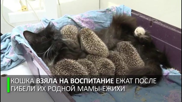 Мама Муся. Кошка усыновила восьмерых ёжиков-сирот