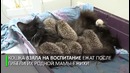 Мама Муся. Кошка усыновила восьмерых ёжиков-сирот