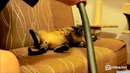 Чистка коте