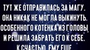 Бездомный котенок с улицы стал знаменитостью