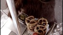 Голодный медведь в Нью Йорке