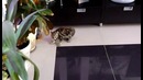 Лунная походка от котенка