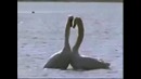 Лебединая любовь. Нереально красивое видео