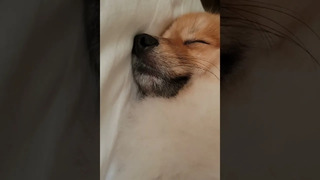 Snoring Pomeranian is Cute #shorts