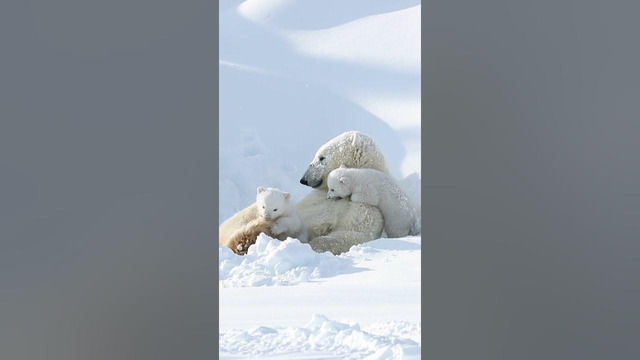 Did you know that polar bear cubs are only about 30cm long when they’re born? ‍️ #Shorts