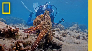 Do Octopuses Dream? | Deep Questions with James Cameron & Dr. Alex Schnell | National Geographic