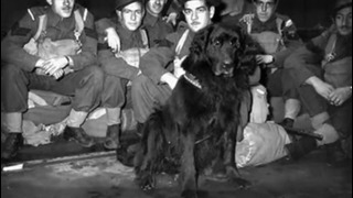 10 Знаменитых Собак – Героев Второй Мировой Войны