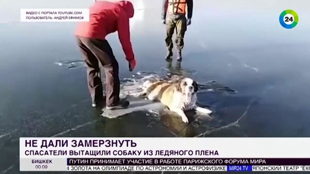 В Забайкалье спасли вмерзшую в лед озера собаку – МИР 24