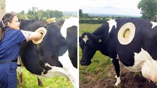 5 невероятных коров, о которых вы должны узнать