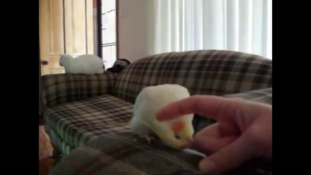 Cockatiel gets angry when he stops getting a scratch