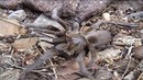 5 самых опасных пауков в мире | самые опасные пауки мира