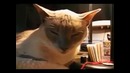 Короткие приколы 2016
