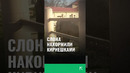 В Ташкентском зоопарке слона накормили упаковкой от киреешек #ташкент #узбекистан #зоопарк