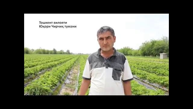 Томчи каналининг обуначисидан Томчи мутахассислари гурухига келган савол