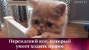 Забавные и милые котята. мимимишки котики