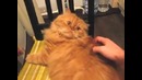Замучили котика
